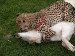 gepard-