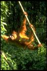 Orangutan3