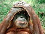 Orangutan2