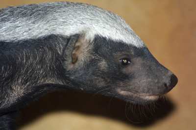 f000000259__p.jpg