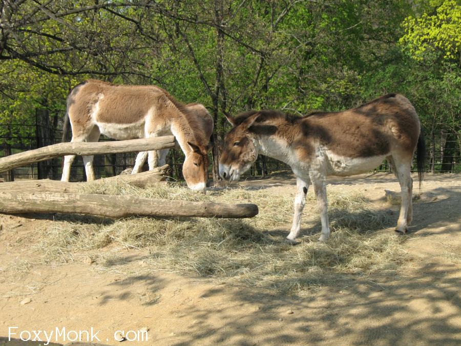 Kiang východní.jpg