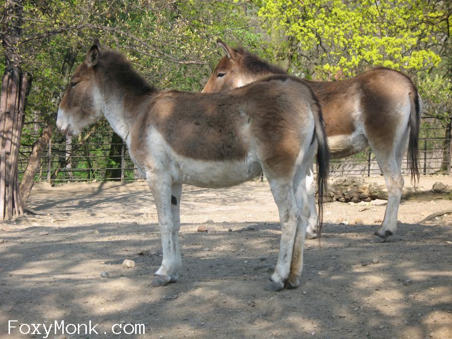 Kiang východní 1.jpg
