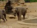 Slon indický 3.jpg